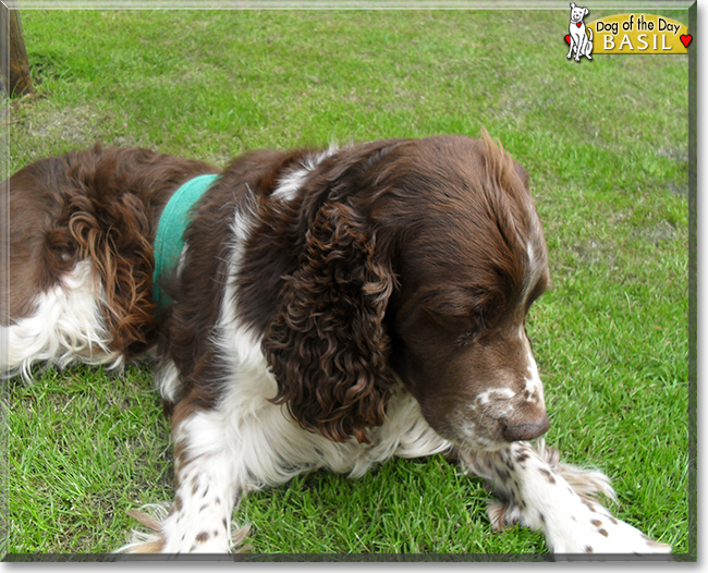 Basil the English Springer Spaniel, the Dog of the Day