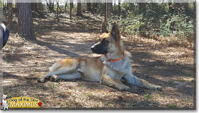 Maximus the German Shepherd Dog, the Dog of the Day