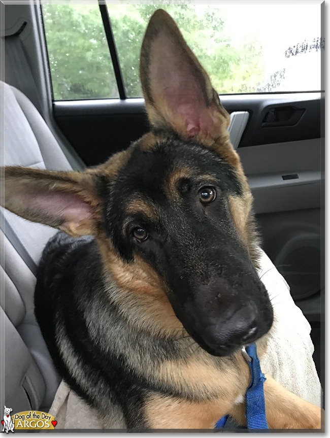 Argos the German Shepherd Dog, the Dog of the Day