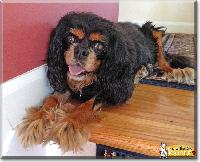 Kaiser the Cavalier King Charles Spaniel, the Dog of the Day