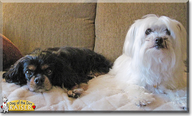 Kaiser the Cavalier King Charles Spaniel, the Dog of the Day