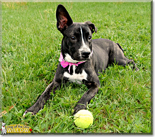 Willow the Pitbull, Boxer, the Dog of the Day