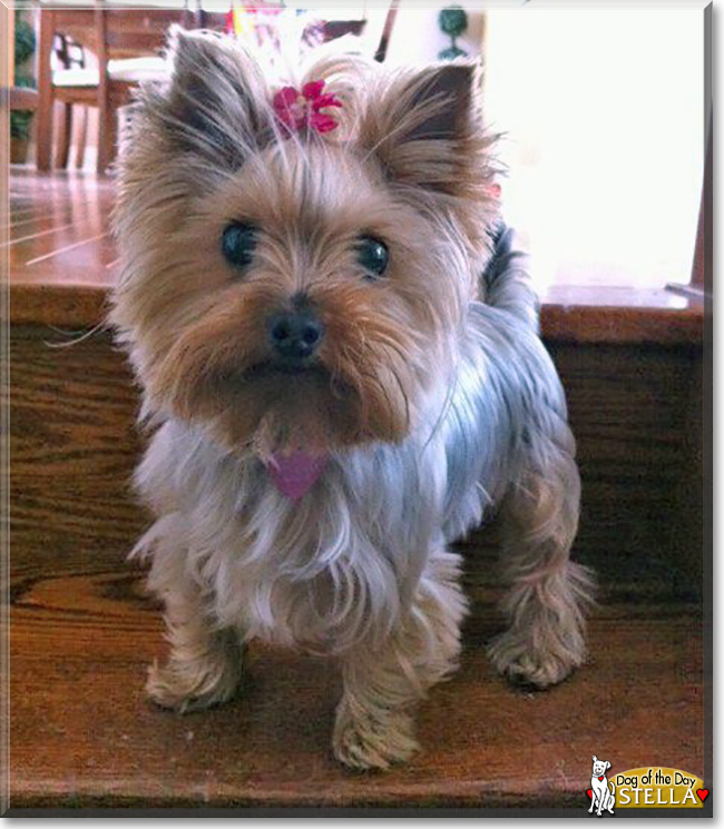 Stella the Yorkshire Terrier, the Dog of the Day