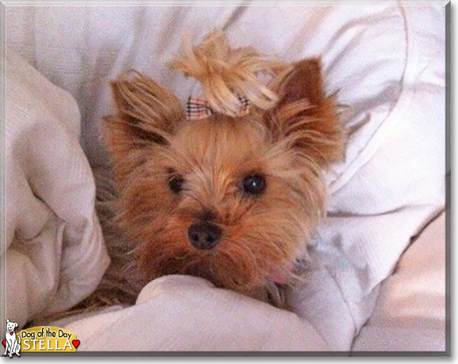 Stella the Yorkshire Terrier, the Dog of the Day