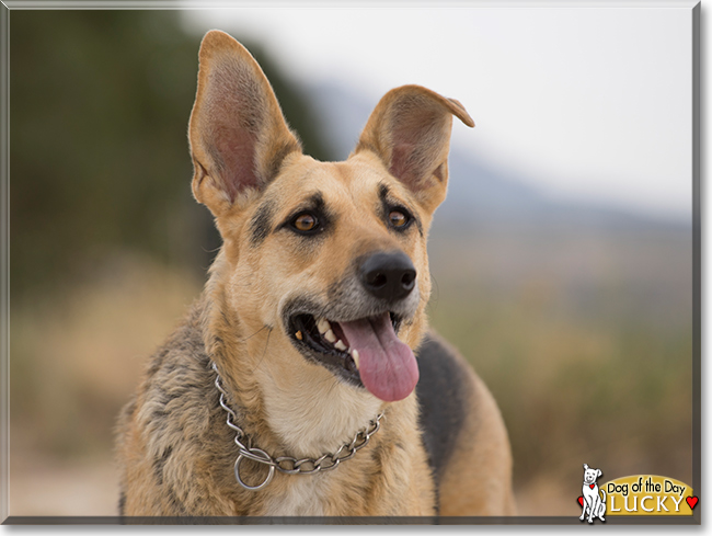 Lucky the German Shepherd Dog, the Dog of the Day