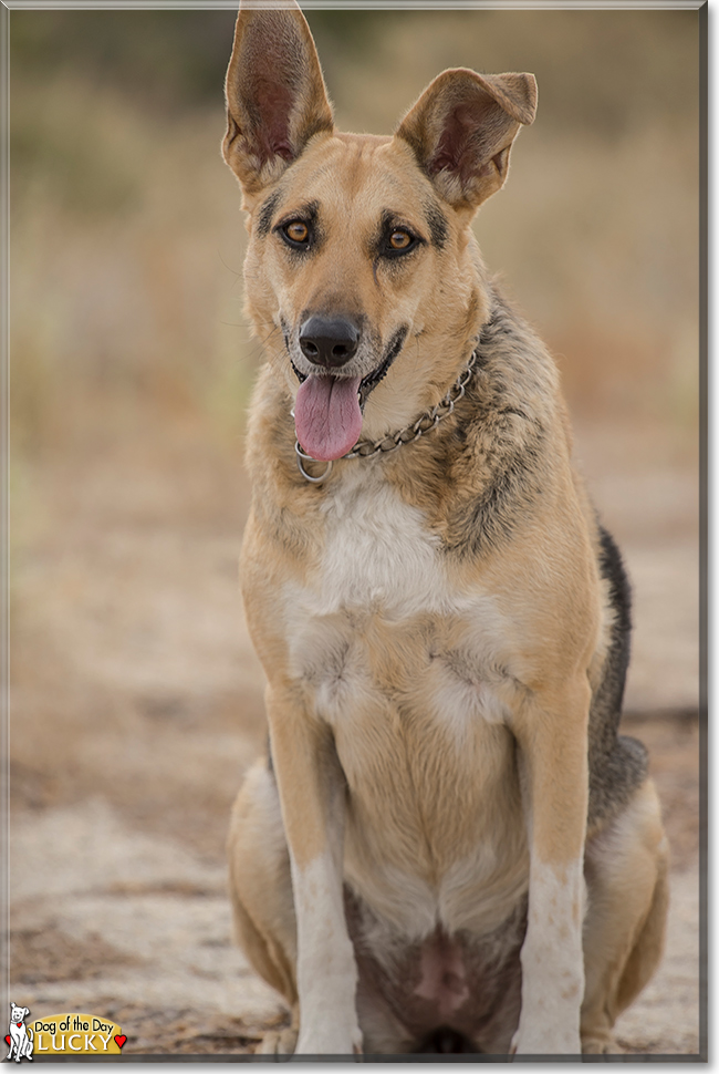 Lucky the German Shepherd Dog, the Dog of the Day