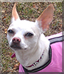 Jazzie the Chihuahua, Italian greyhound mix