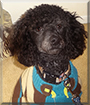 Valentino the Miniature Poodle