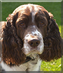 Basil the English Springer Spaniel