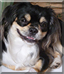 Yuso the Japanese Chin mix