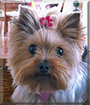 Stella the Yorkshire Terrier