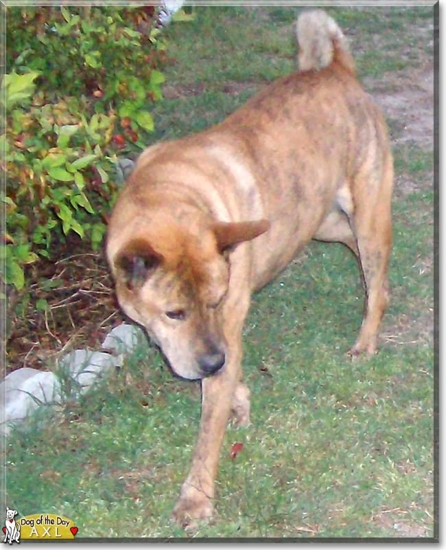 Axl the Pitbull Akita Mix, the Dog of the Day