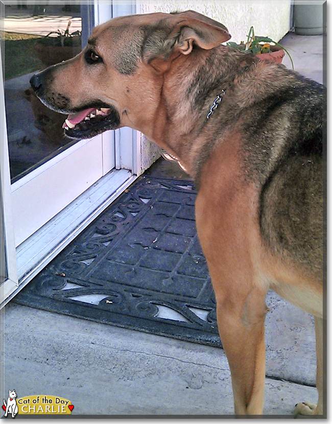 Charlie the German Shepherd mix, the Dog of the Day