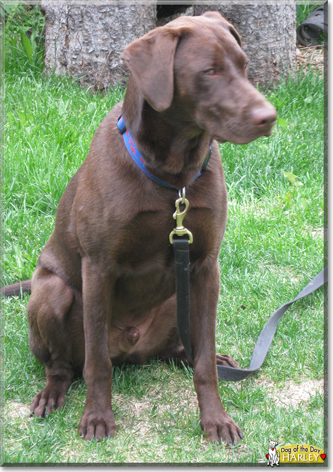 Harley the Labrador Retriever, the Dog of the Day