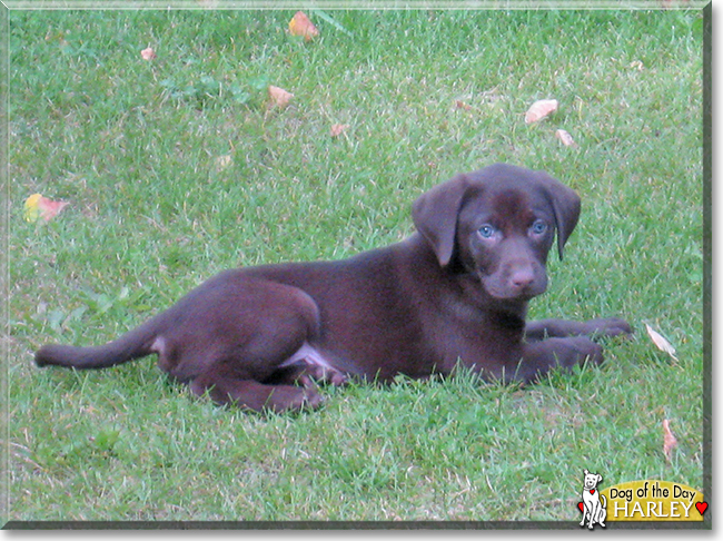 Harley the Labrador Retriever, the Dog of the Day