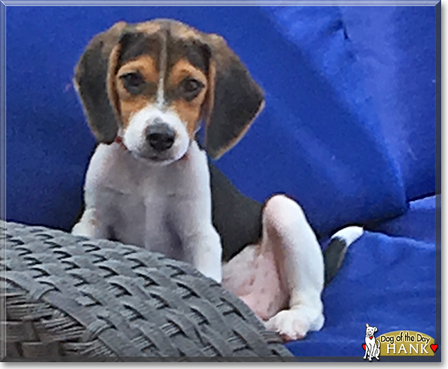 Hank the Beagle, the Dog of the Day