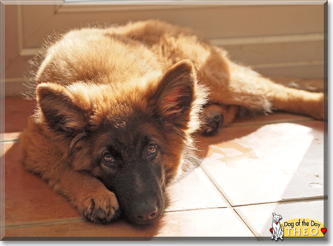 Theo the German Shepherd/Belgian Malinois, the Dog of the Day