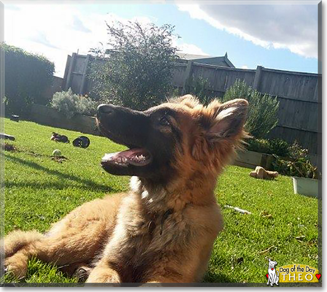 Theo the German Shepherd/Belgian Malinois, the Dog of the Day