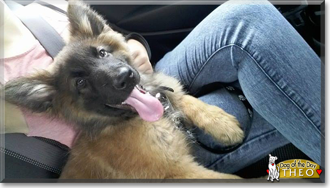 Theo the German Shepherd/Belgian Malinois, the Dog of the Day