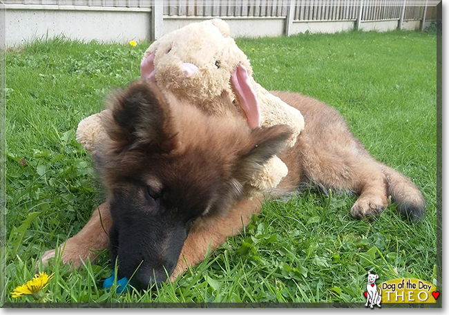 Theo the German Shepherd/Belgian Malinois, the Dog of the Day