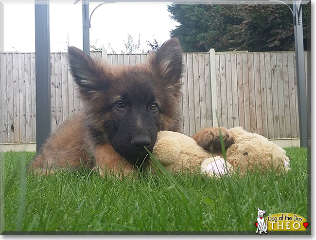 Theo the German Shepherd/Belgian Malinois, the Dog of the Day