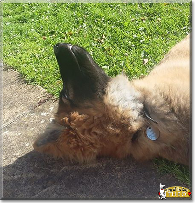 Theo the German Shepherd/Belgian Malinois, the Dog of the Day