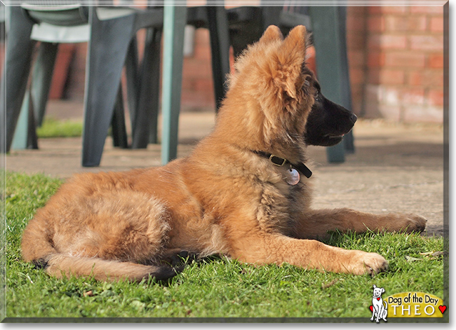 Theo the German Shepherd/Belgian Malinois, the Dog of the Day