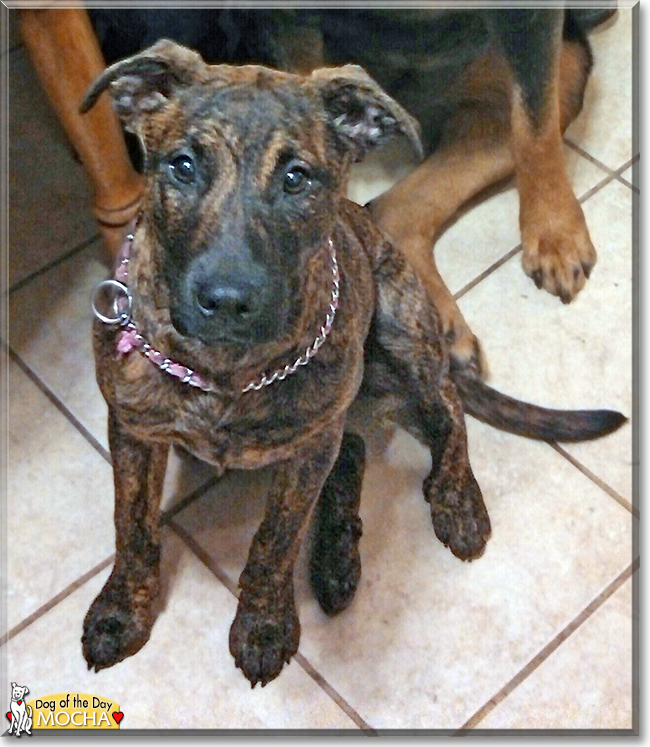 Mocha the Pitbull mix, the Dog of the Day