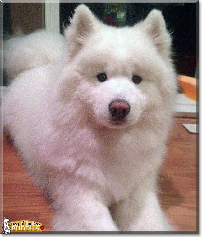 Buddha the Samoyed, the Dog of the Day