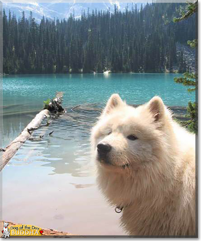 Buddha the Samoyed, the Dog of the Day