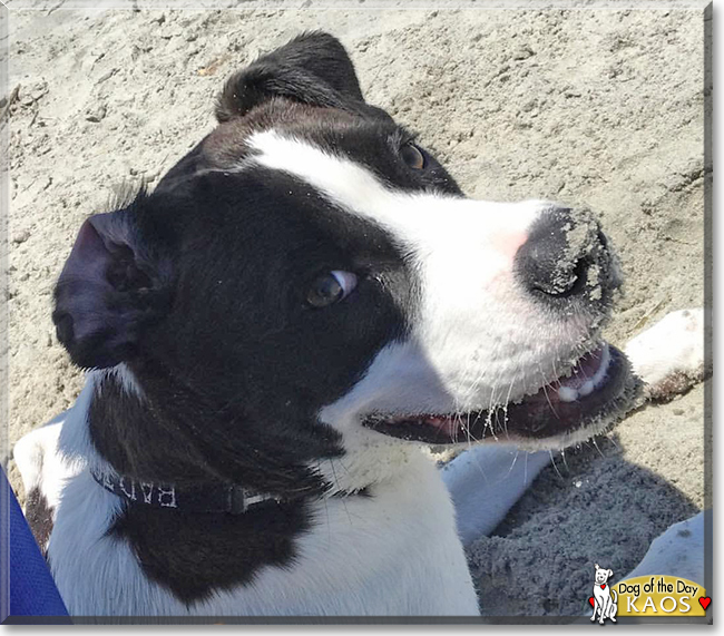 Kaos the Pitbull Terrier mix, the Dog of the Day