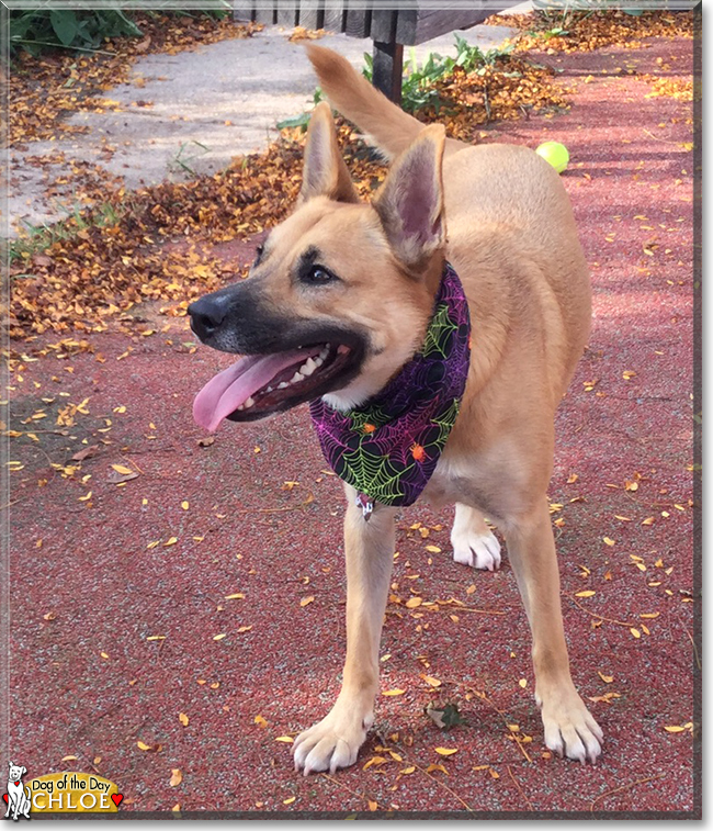 Chloe the Shepherd, Labrador mix, the Dog of the Day