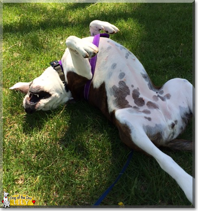 Lily the Beagle, Plott Hound mix, the Dog of the Day