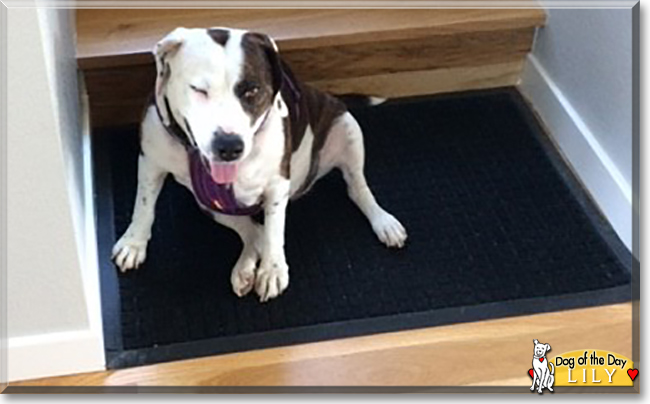 Lily the Beagle, Plott Hound mix, the Dog of the Day