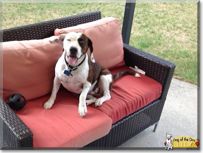 Lily the Beagle, Plott Hound mix, the Dog of the Day