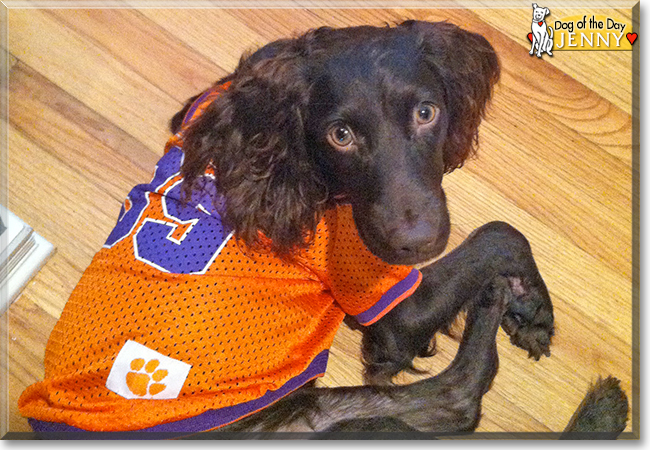 Jenny the Boykin Spaniel, the Dog of the Day