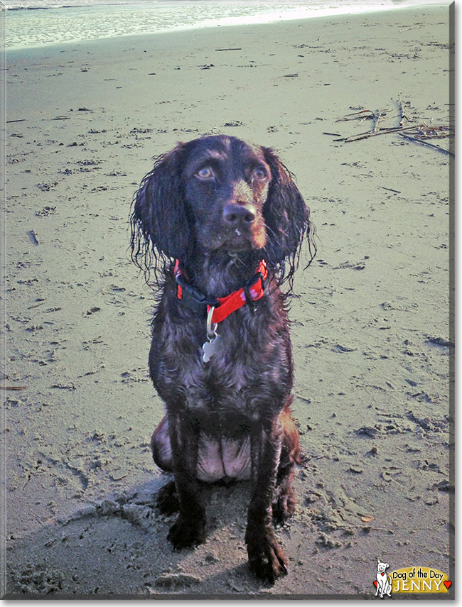 Jenny the Boykin Spaniel, the Dog of the Day