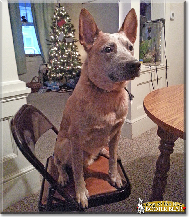 Booter Bear the Australian Cattle Dog, the Dog of the Day