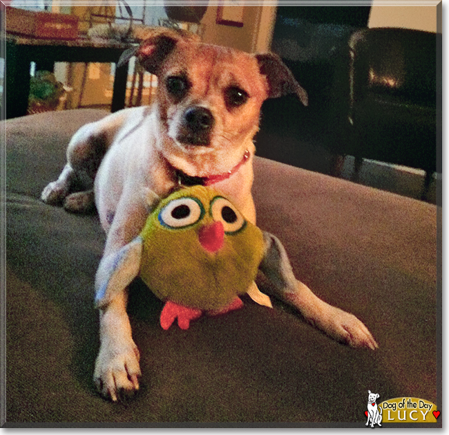 Lucy the Rat Terrier Mix, the Dog of the Day