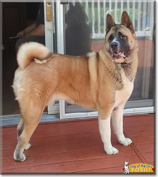 Yoshi the Akita Inu, the Dog of the Day