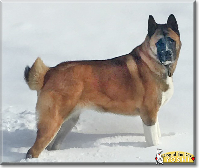 Yoshi the Akita Inu, the Dog of the Day