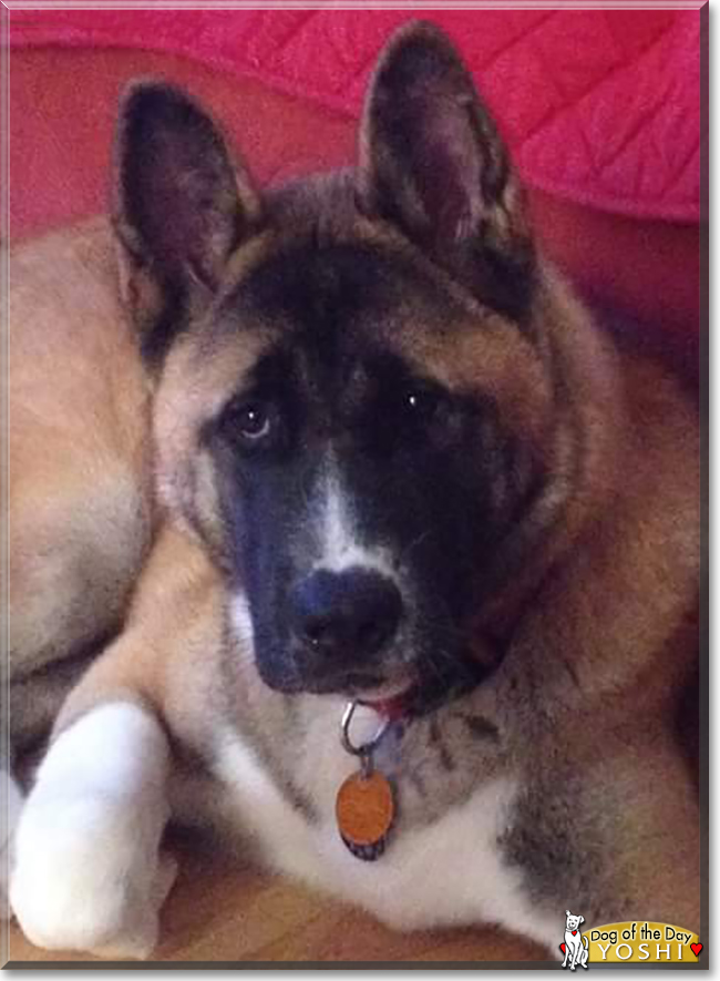 Yoshi the Akita Inu, the Dog of the Day