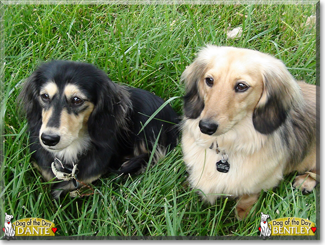 Bentley and Dante the Dachshunds, the Dog of the Day