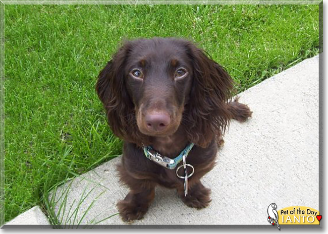 Ianto the Long Haired Dachshund, the Dog of the Day