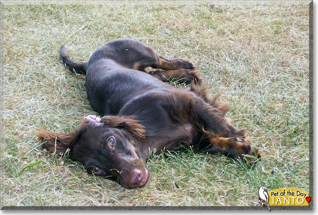 Ianto the Long Haired Dachshund, the Dog of the Day