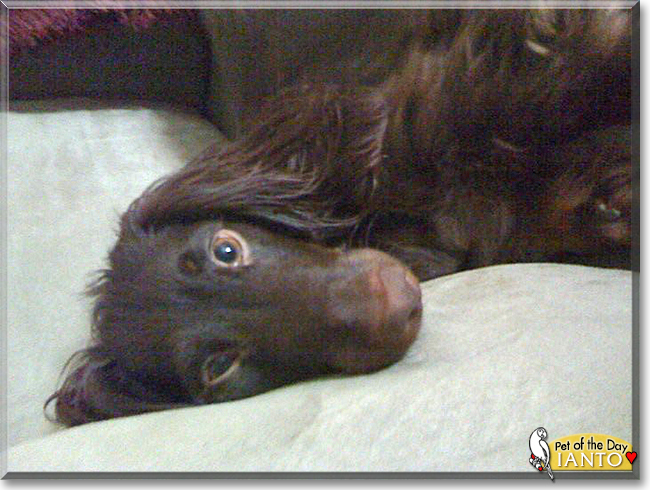 Ianto the Long Haired Dachshund, the Dog of the Day