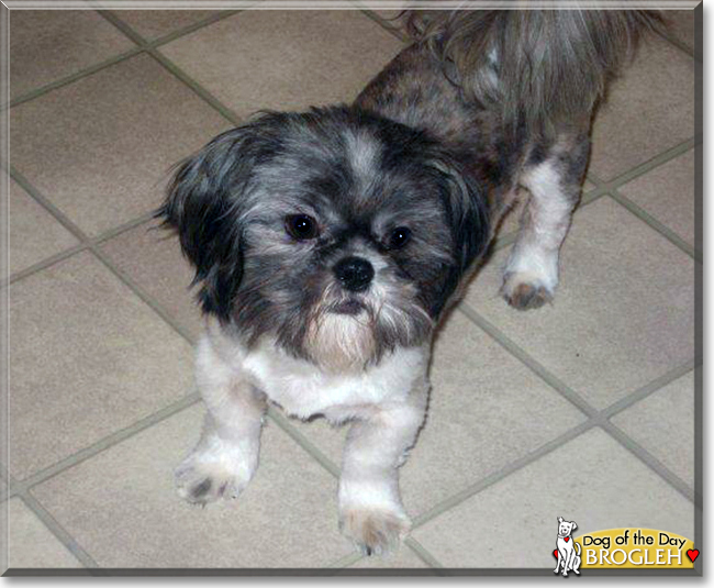 Brogleh the Shih Tzu, the Dog of the Day