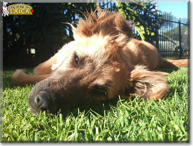 Laica the German Shepherd Mix, the Dog of the Day