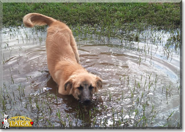 Laica the German Shepherd Mix, the Dog of the Day