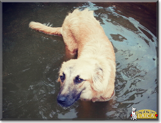 Laica the German Shepherd Mix, the Dog of the Day